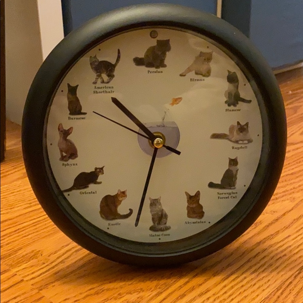 Cat around the clock 🐱